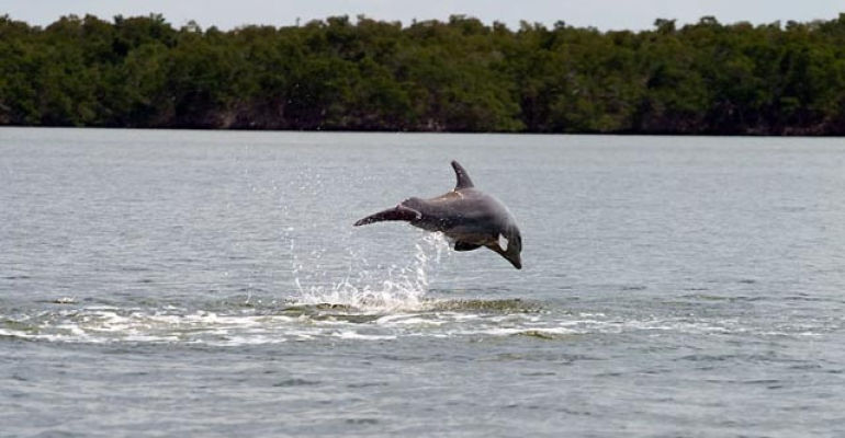 Everglades National Park Wildlife Boat Tour