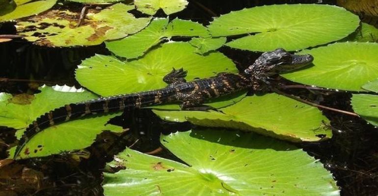 Everglades Flowers and Alligators Eco Kayak Tour