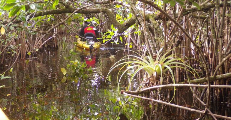  Private Everglades National Park Kayak Tour