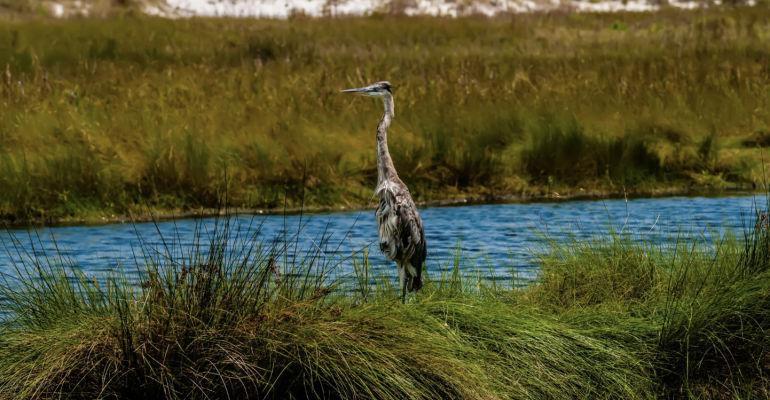 Full Day Florida Everglades Sea Kayak Tour