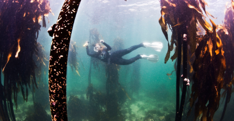 Table Mountain Kelp Forest Diving Experience