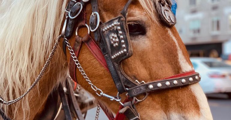 Horse Drawn Carriage Ride of Manhattan