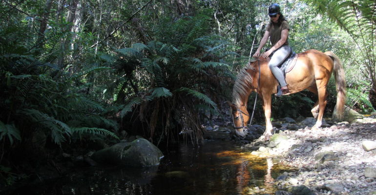 Half Day Horse Trail with Lunch and Wine Tasting