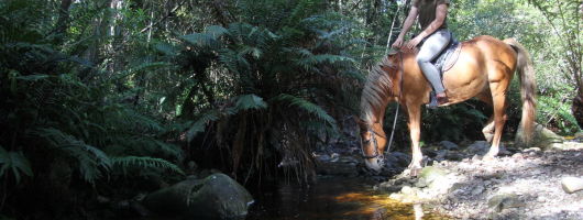 Half Day Horse Trail with Lunch and Wine Tasting