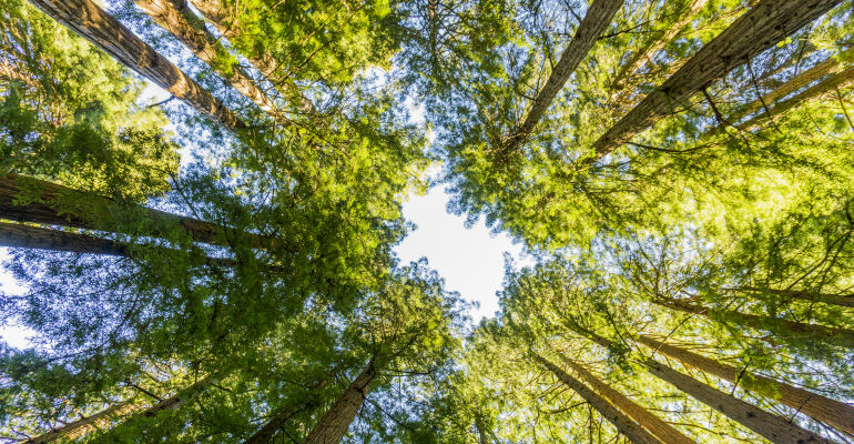 San Francisco Hop On Hop Off Bus Day Tour with Muir Woods Tour