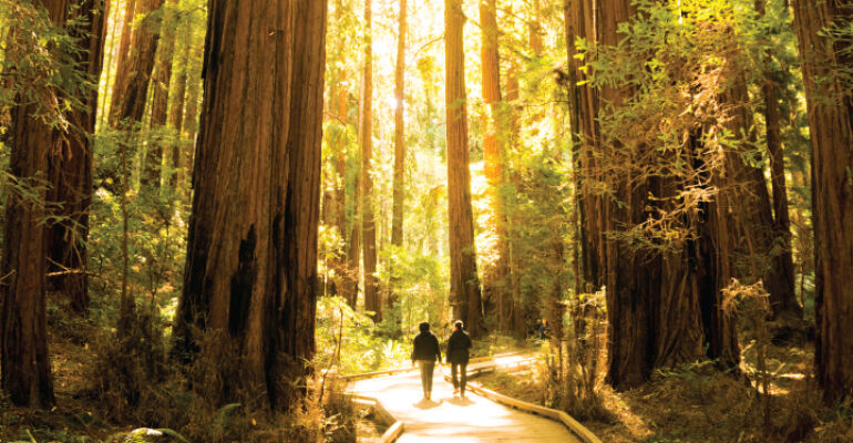 Muir Woods and Sausalito Bus Tour