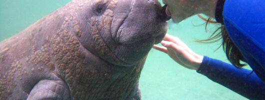 Swim with the Manatees Three Hour Tour in Crystal River