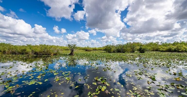 Guided Everglades Airboat and Bus Tour