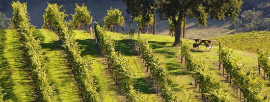 Winery Tour of Rancho California Road
