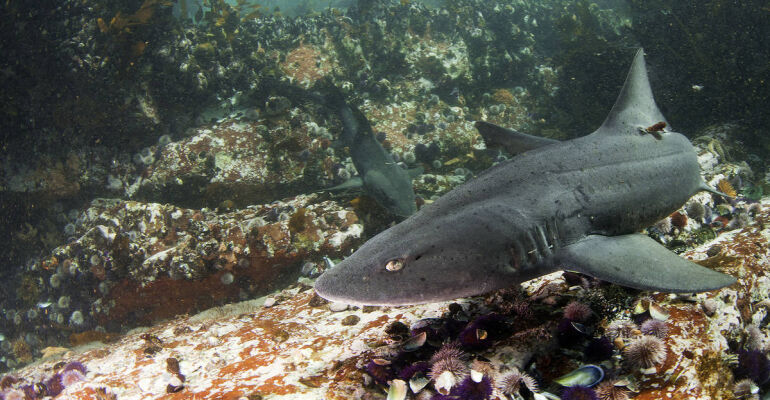 Cape Town Sea Forest Snorkel Experience