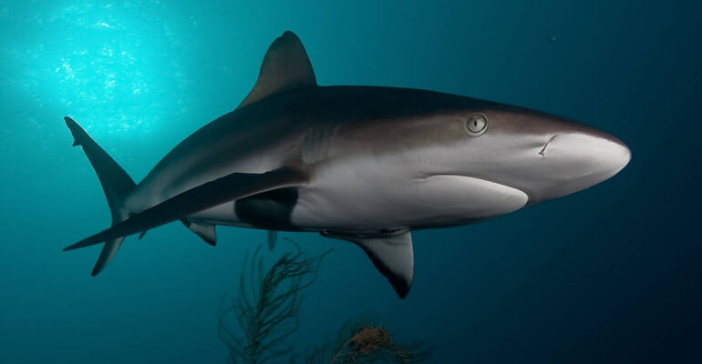 Cape Town Shark Cage Diving Adventure