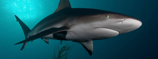 Shark Cage Diving