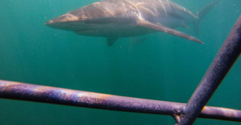 Cape Town Shark Cage Diving Adventure