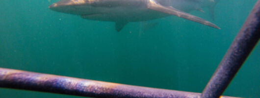 Shark Cage Diving Cape Town 