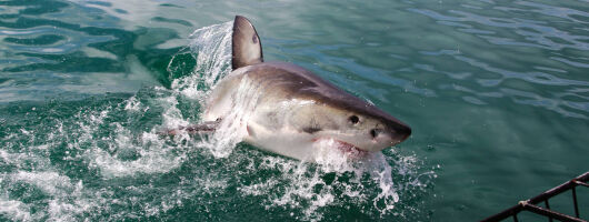 Shark Cage Diving Cape Town