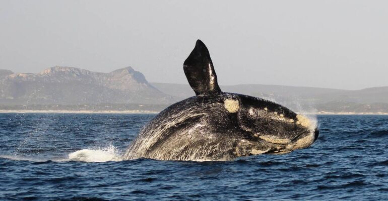 South Africa Whale Watching Adventure Tour