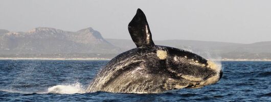 Whale Watching - Gansbaai