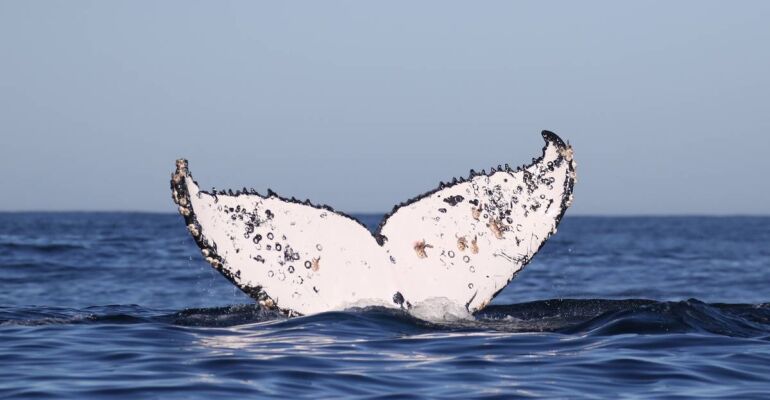 Hermanus Whale Watching Adventure