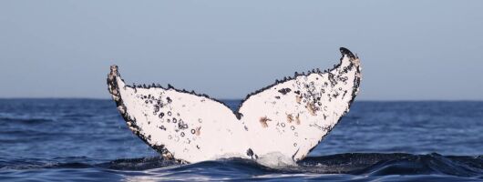 Whale watching - Hermanus