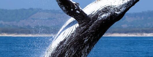Whale watching - Simon's Town
