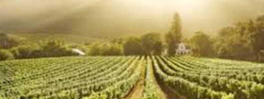 Shark Cage Diving & Wine Tour