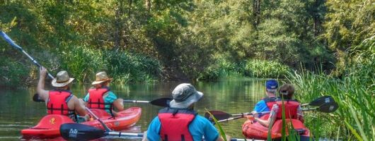 Kayak Swamp Tour with Transportation from New Orleans
