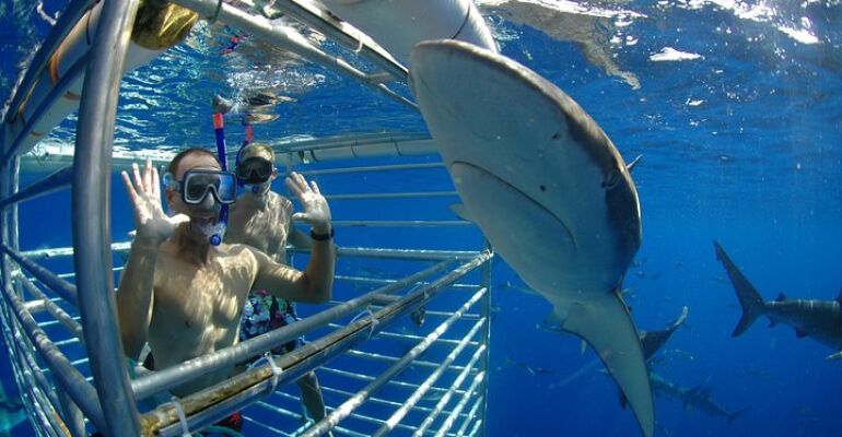 Hale‘iwa Shark Cage Diving Educational Experience