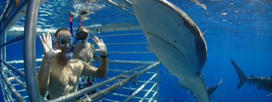 Shark Cage Diving In Oahu