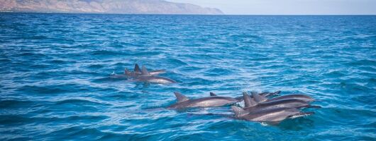 1.5 -Hour Guided Whale and Marine Life Tour
