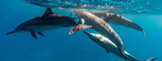 North Shore Oahu Snorkeling Tour