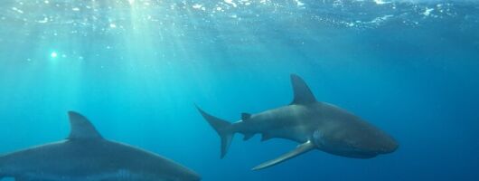 Shark-Dive Tour on Oahu's North Shore