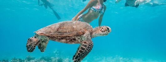 Snorkeling with Sea Turtles in Waikiki Hawaii Boat Tour