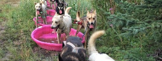 Sterling, AK Location! ATV Dogsledding Ride