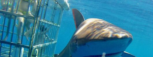 Oahu Shark Dive