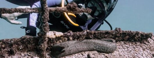 Certified Divers: Best 2-Tank Wrecks & Reef Boat Dive All Inclusive From Waikiki
