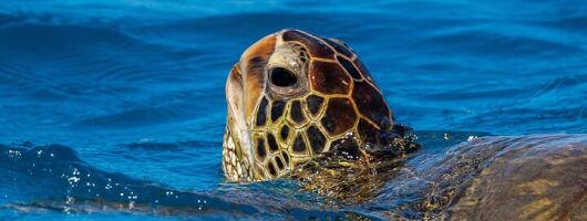 Moana’s Waikīkī Grand Guided Turtle Snorkel & Sailing Adventure