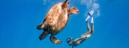 Turtle Canyon Snorkel: Semi Private Boat Tour