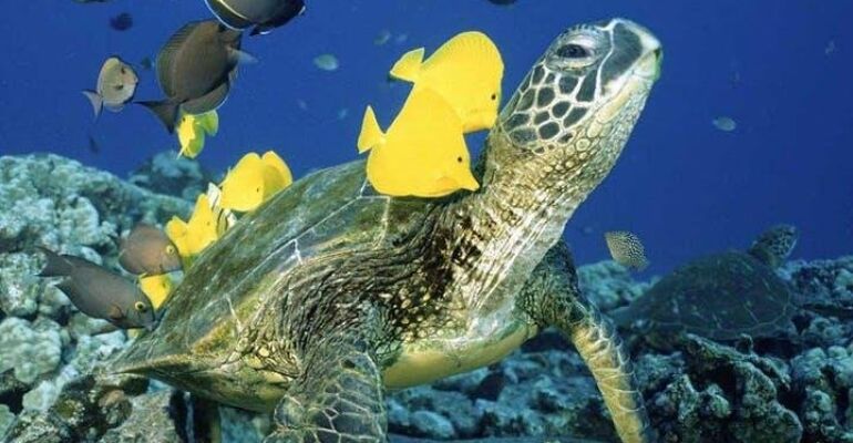 Oahu Turtle Canyon Snorkeling Adventure