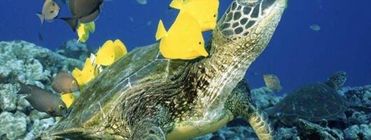 Waikiki Turtle Snorkel & Sail combo on Hawea Catamaran