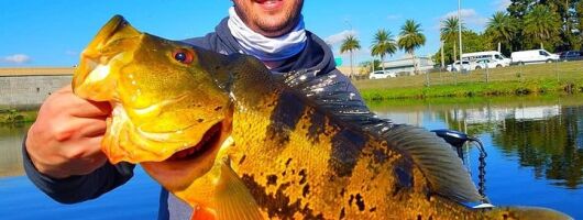Peacock Bass Fishing Trips Near Miami Florida