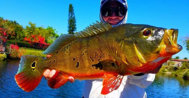 Miami Urban Peacock Bass Fishing Adventure Tour