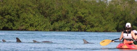 Nauti Exposures - Guided kayak tour through the Mangroves 