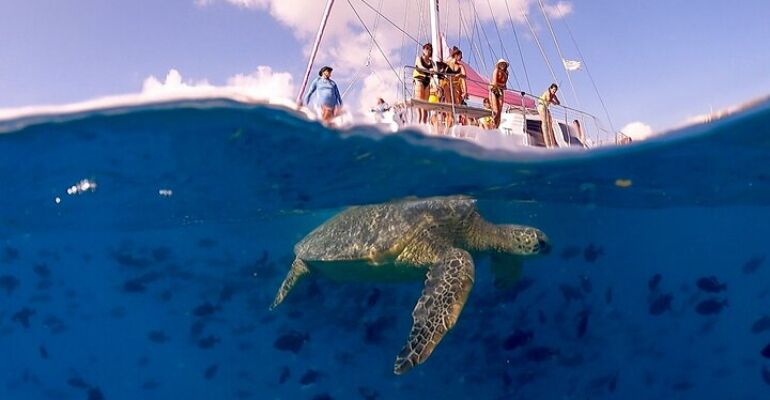 Honolulu Turtle Canyon Snorkel Adventure