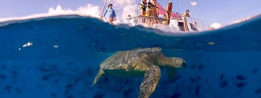 Turtle Snorkeling Boat Tour and Adventure in Waikiki