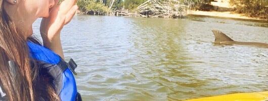 Dolphin & Manatee Kayaking Tour in Orlando Area
