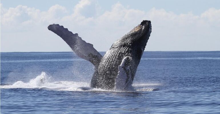 Waikiki Whale Watching Cruise