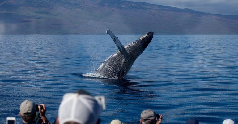 Maui Premium Whale Watching Dinner Cruise