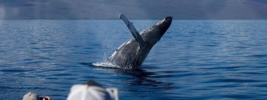 Maui Premium Sunset Dinner Cruise & Whale Watch