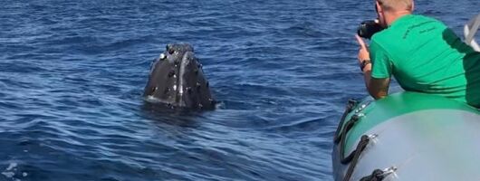 Whale Watching Experience