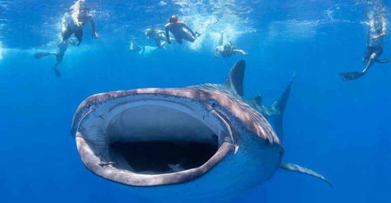 Lahaina VIP Snorkel and SCUBA Adventure